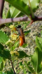 Sphex ashmeadi