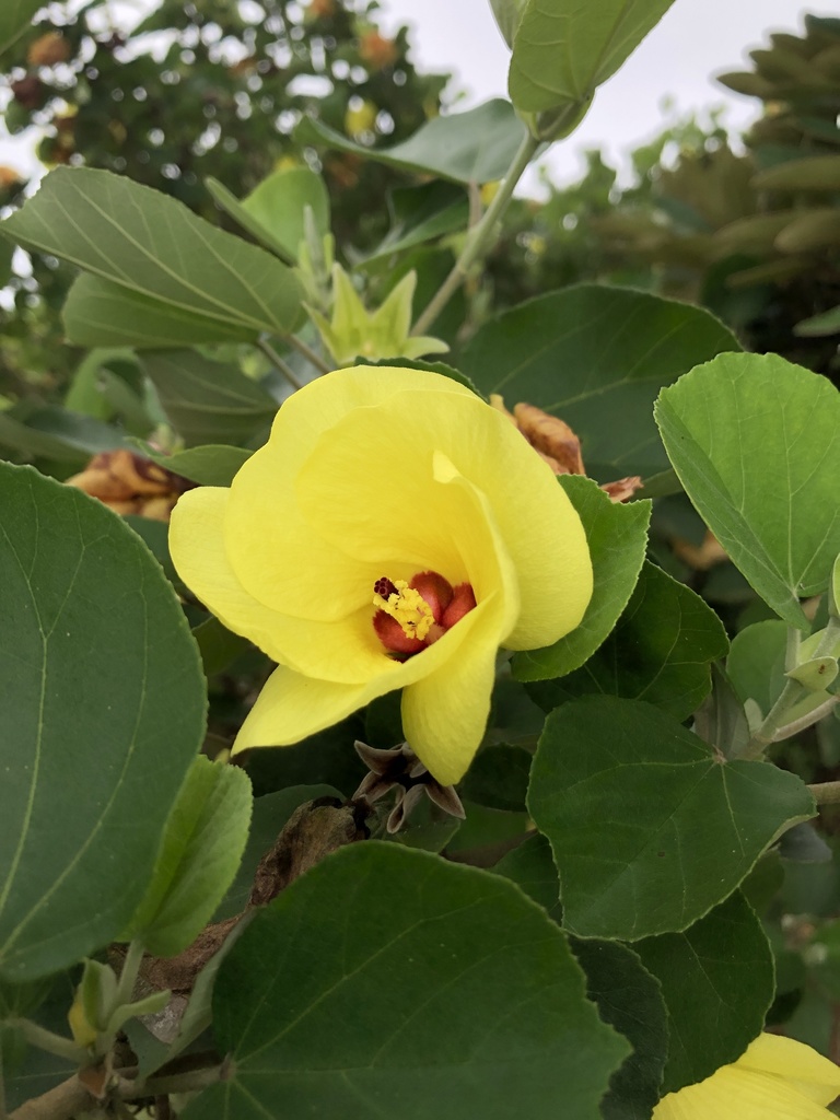 Yellow Rose Mallow