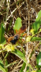 Sphex ashmeadi