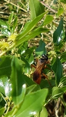 Sphex ashmeadi