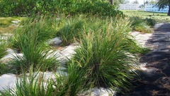 Eragrostis variabilis