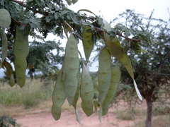 Senegalia senegal