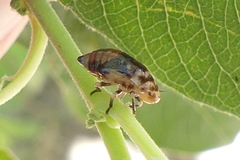Aphrophora permutata