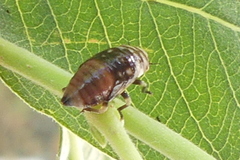 Aphrophora permutata