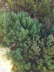 Veronica cupressoides