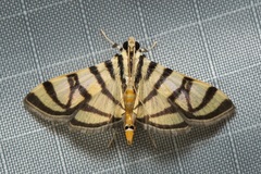 Pycnarmon