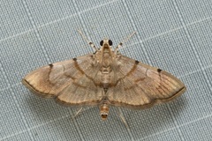 Pycnarmon