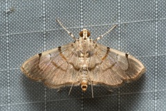 Pycnarmon