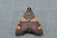 Rehimena phrynealis