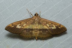 Syllepte sellalis