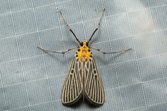 Tyspanodes exathesalis