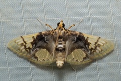 Noctuelia dichroalis