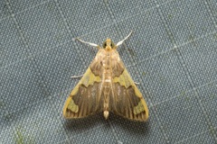 Rehimena