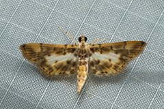 Tylostega
