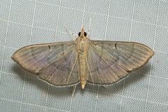 Poliobotys ablactalis