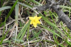 Narcissus minor