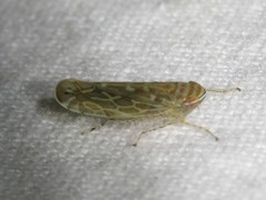 Paralimnus phragmitis