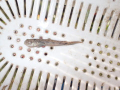 Ctenogobius boleosoma
