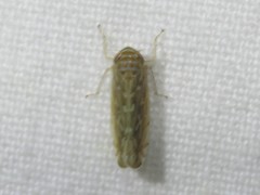 Paralimnus phragmitis