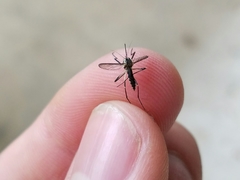 Aedes triseriatus