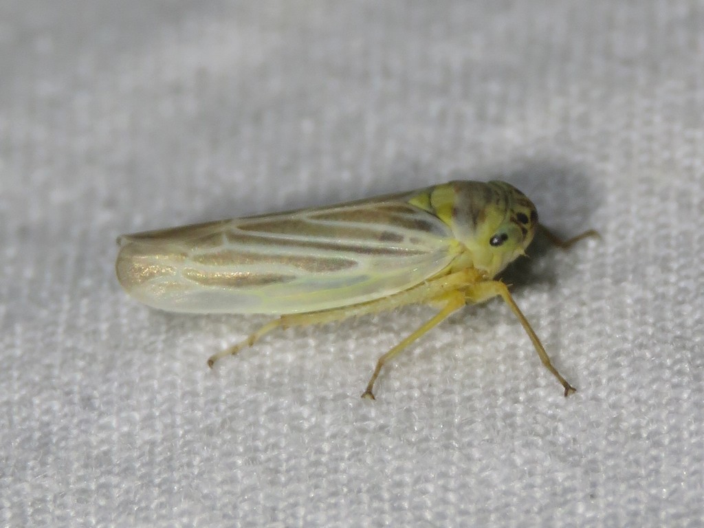 Davisonia major