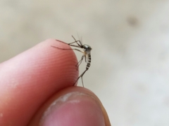 Aedes triseriatus