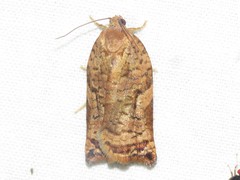 Archips oporana