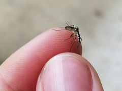 Aedes triseriatus