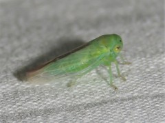 Idiocerus raphus