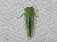 Idiocerus raphus