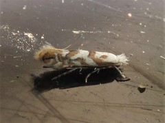 Phyllonorycter salicifoliella