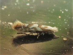 Phyllonorycter salicifoliella