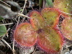 Drosera collina