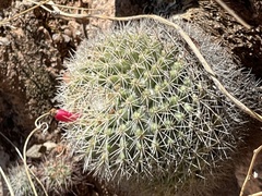 Mammillaria petrophila