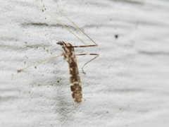 Erioptera caliptera