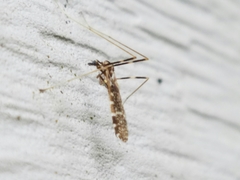 Erioptera caliptera