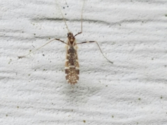 Erioptera caliptera