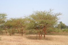 Vachellia seyal