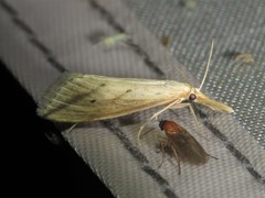 Donacaula longirostrallus