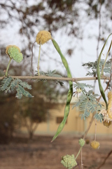 Vachellia seyal