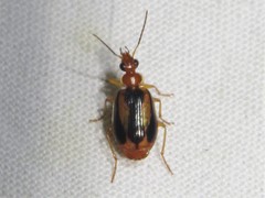 Lebia solea