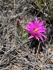 Mammillaria wrightii wrightii