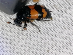 Nicrophorus investigator