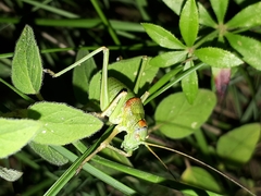 Lluciapomaresius anapaulae