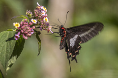 Parides proneus