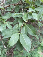 Erythroxylum areolatum