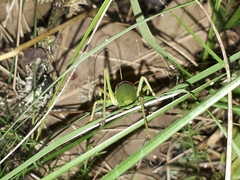 Lluciapomaresius anapaulae