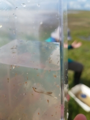 Branchinecta conservatio