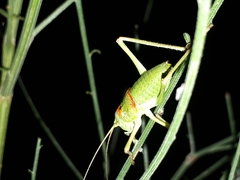 Lluciapomaresius anapaulae