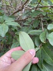 Erythroxylum areolatum
